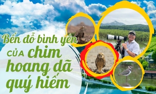 Bến đỗ bình yên của chim hoang dã quý hiếm